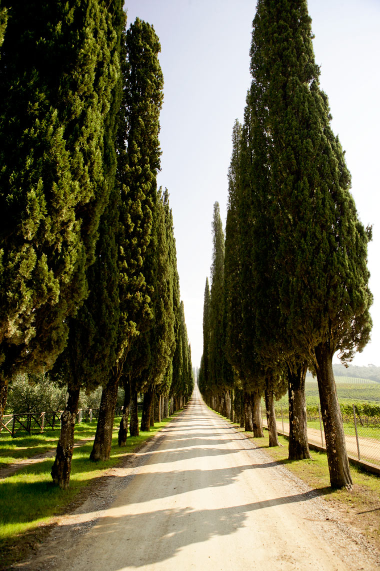 10-CypresTrees