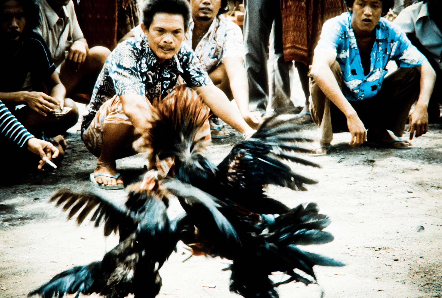 12-CockFight1