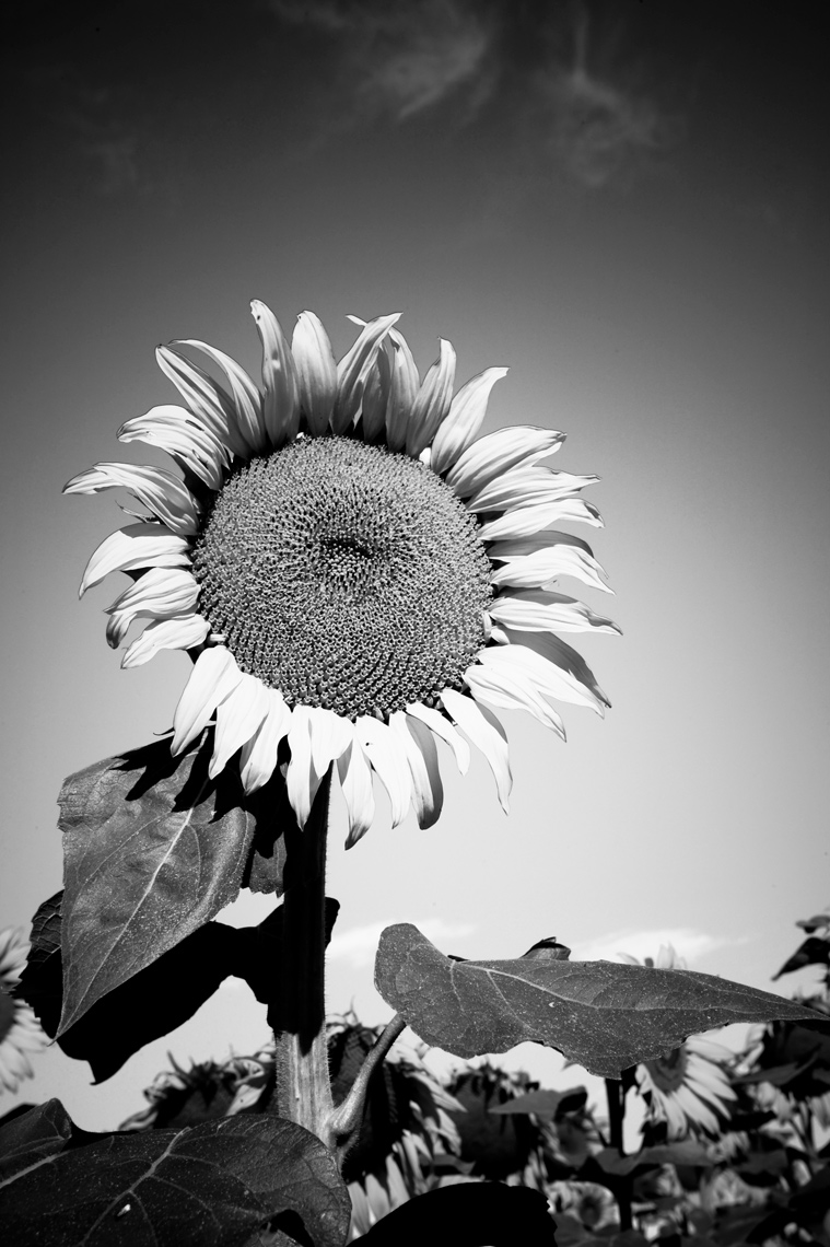2-SunFlower1