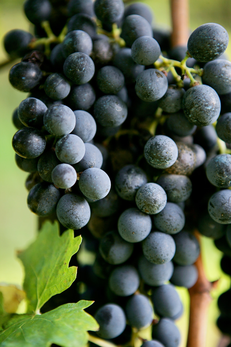 5-VineyardGrapes